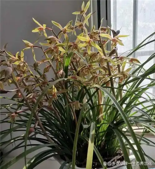 蕙兰,国兰第一品种,地生兰知识数据(乡农小胖编辑)