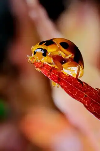 03_dec8274小十三星瓢虫 harmonia dimidiata fabricius, 1781.jpg