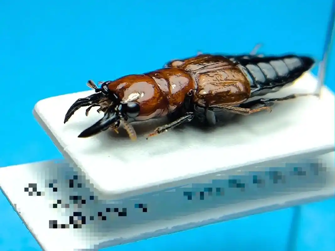 昆虫记 #观察昆虫 #甲虫 #独角仙 #微距摄影 - 抖音