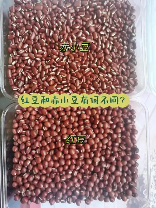 红豆和赤小豆的不同和功效