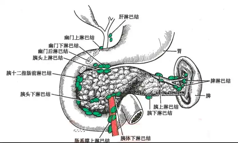 正常的胰腺组织从零了解胰腺癌一
