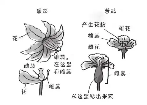 和牵牛花,郁金香一样,番茄和秋葵就没有雄花和雌花,而是在一朵花中
