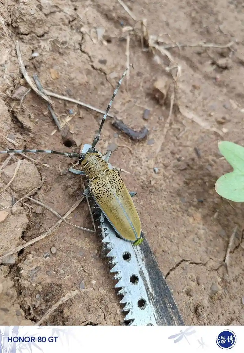 猜猜这是啥 还挺大