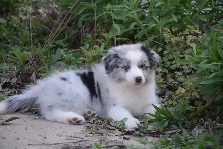 双血统小边牧找主人,有陨石色和黑白色