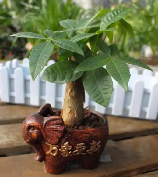 教你简单一招,让发财树在整个夏季都翠绿油亮—园艺郎君