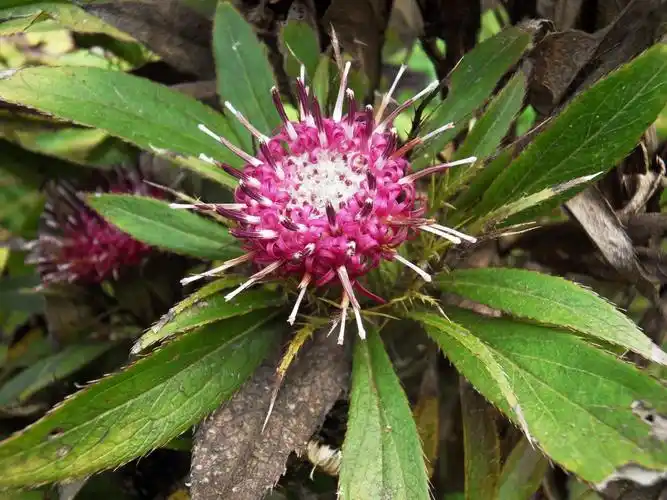 菊科药用植物白术