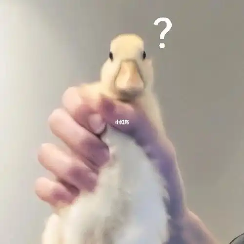 鸭鸭表情包①鸭鸭疑惑②鸭鸭疑惑max③鸭鸭无语④鸭鸭respect鸭鸭真的