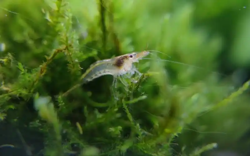 小黑壳虾出生了!