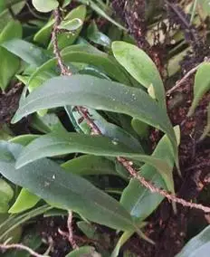 龙眼树寄生上树莲新鲜抱树莲桂圆树寄生茶上木蛇树苇