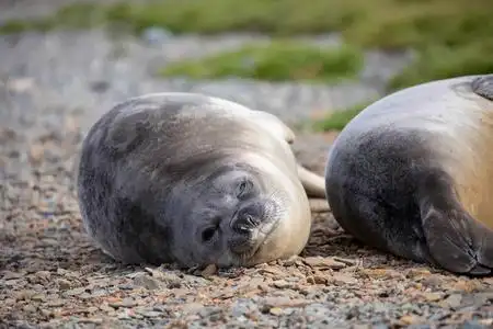 海豹和海狮坐在南极太阳下的岩石上海洋照片
