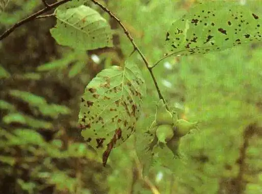 查看详情查看详情分类:景观植物 内容:实景照片 图片:7张    紫叶榛-2