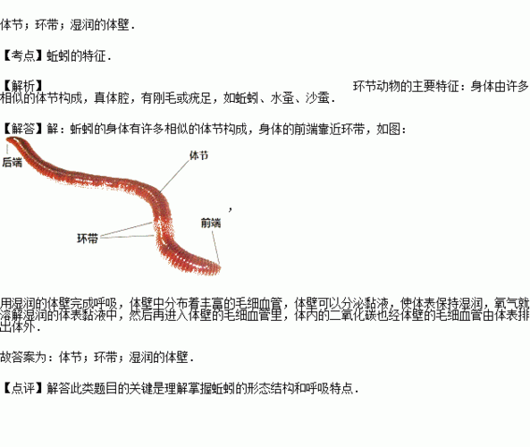 蚯蚓的身体有许多相似的