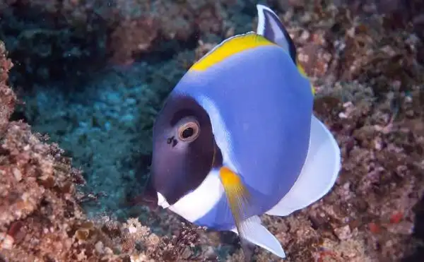 白胸刺尾鱼:世界上最亮眼的观赏鱼(色彩鲜艳非常刺眼)