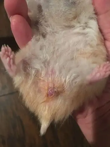 仓鼠生病了,好心人帮忙看一下,这样怎么办?