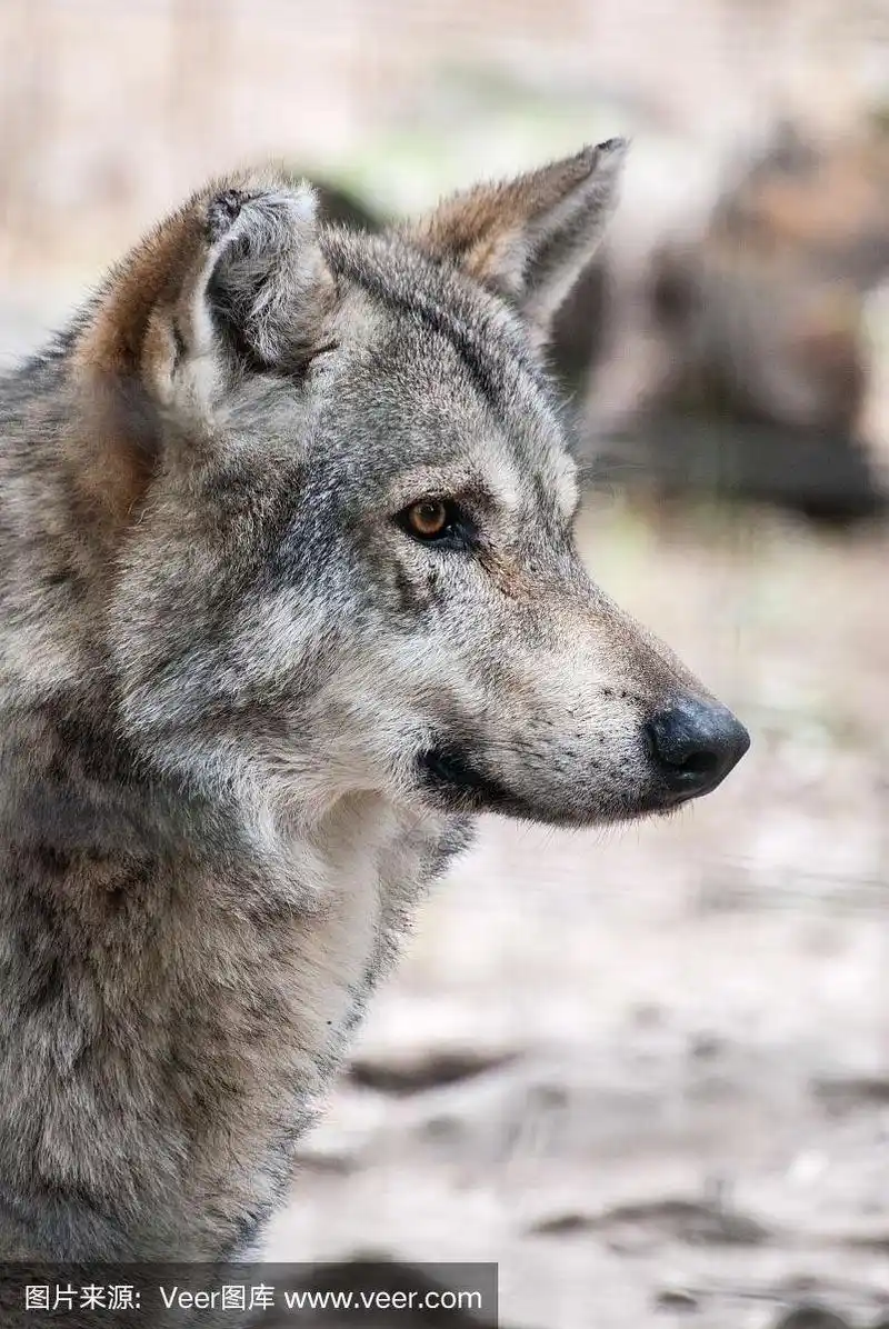 一只混血狼的侧视图