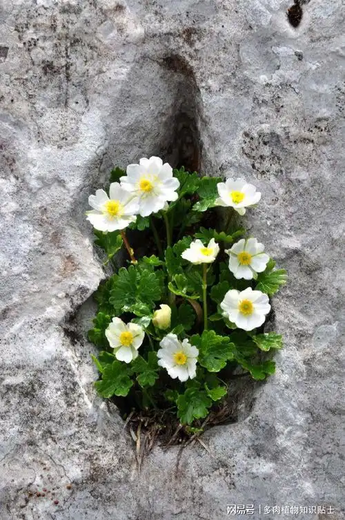 阿尔卑斯毛茛花岩石缝中的顽强生命