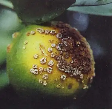 柑橘溃疡病症状描述