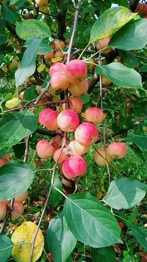 音为有你#大家好,东北大秋果熟了,有喜欢的吗!