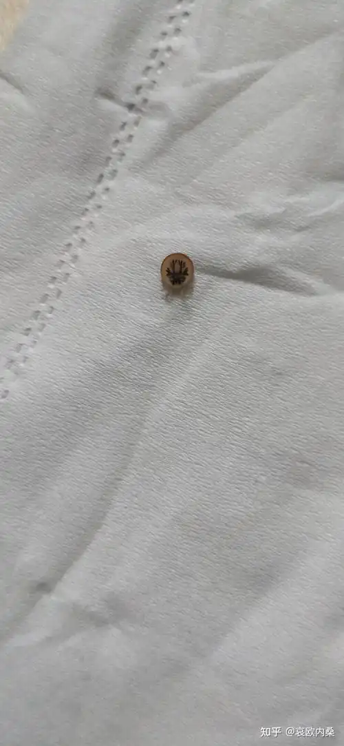 求助这是什么虫子圆圆扁扁的会吸血吗