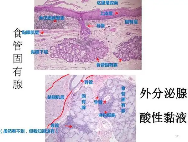 食管表浅癌学习笔记02part1