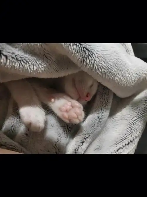 简单记录一下小麦兜