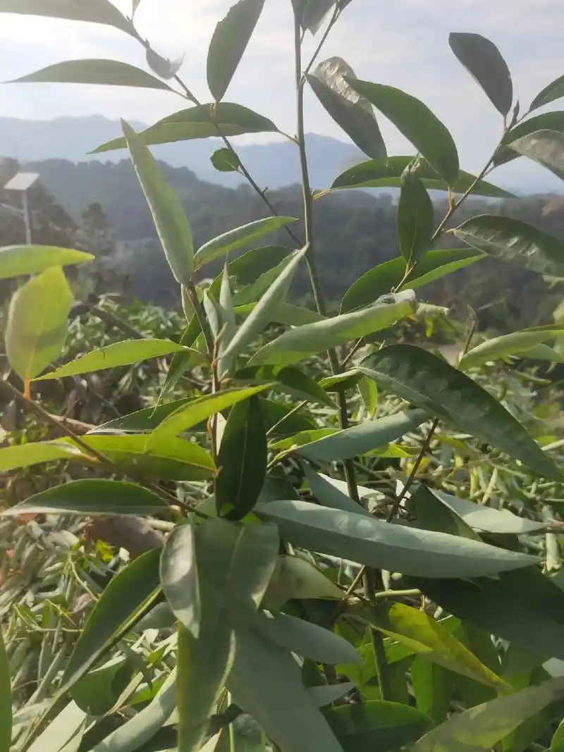 山苍子,山姜子 功效:祛风散寒,消肿止痛,护肠胃 - 抖音
