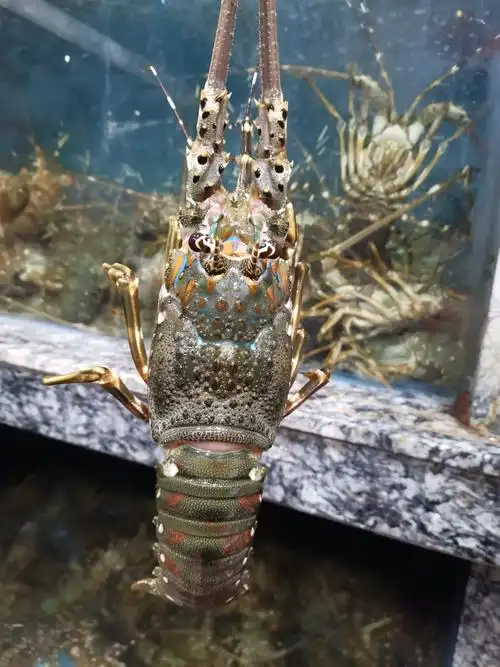 鲜活青龙澳洲龙虾两只小澳龙活虾活体奥龙7-8两海虾海鲜水产大虾