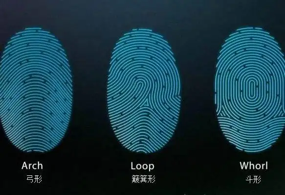 有斗型,弓型,箕型.hi,宝贝们,你们好!开始我们今天的课程!