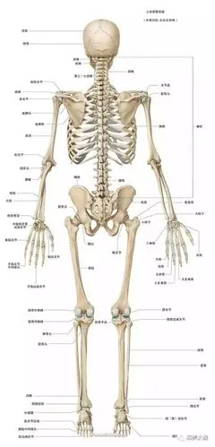 人体骨骼图背面观