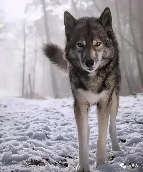 一只外表和狼99%相似的哈士奇,长得也太酷了吧,帅到炸裂