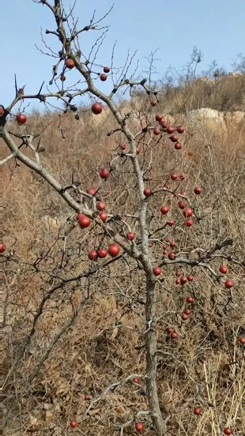 2121-1-22好多的山枣树!