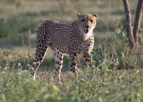 cheetah