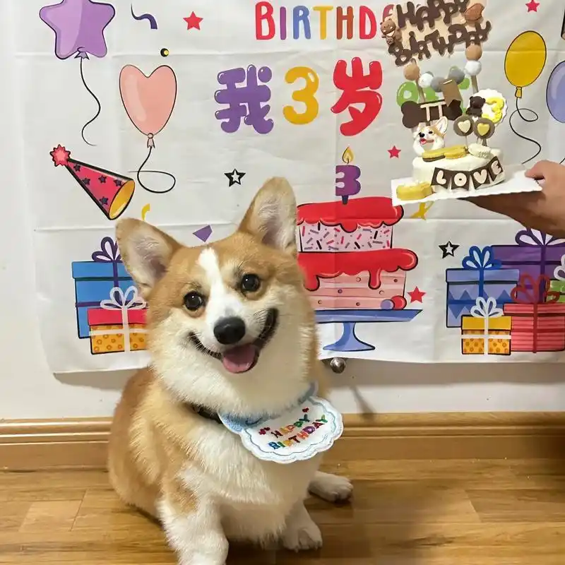 真的会爱死 #柯基生日 #小狗生日快乐 #柯 - 抖音