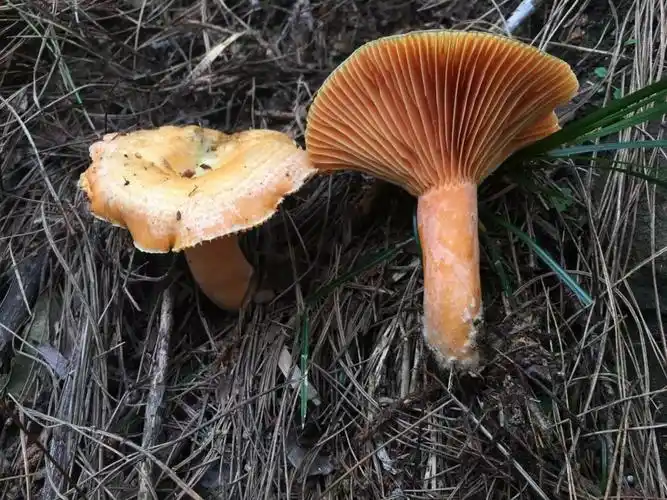 周末讲坛路边的毒蘑菇千万不要采