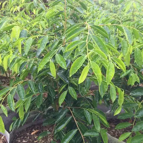 沉香奇楠(蓝宝石)