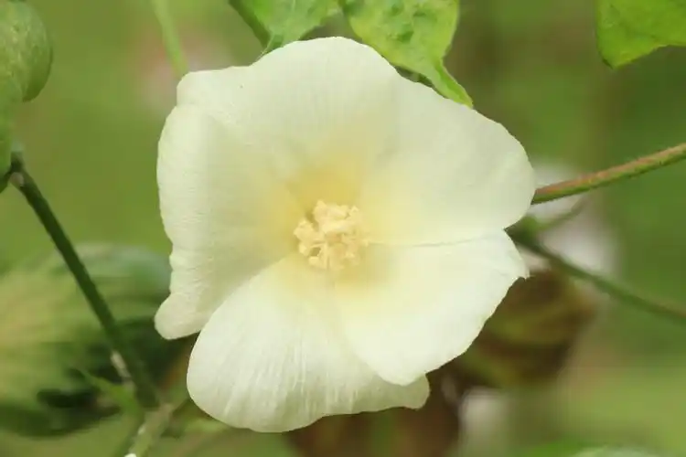 校园"美人"——锦葵科植物