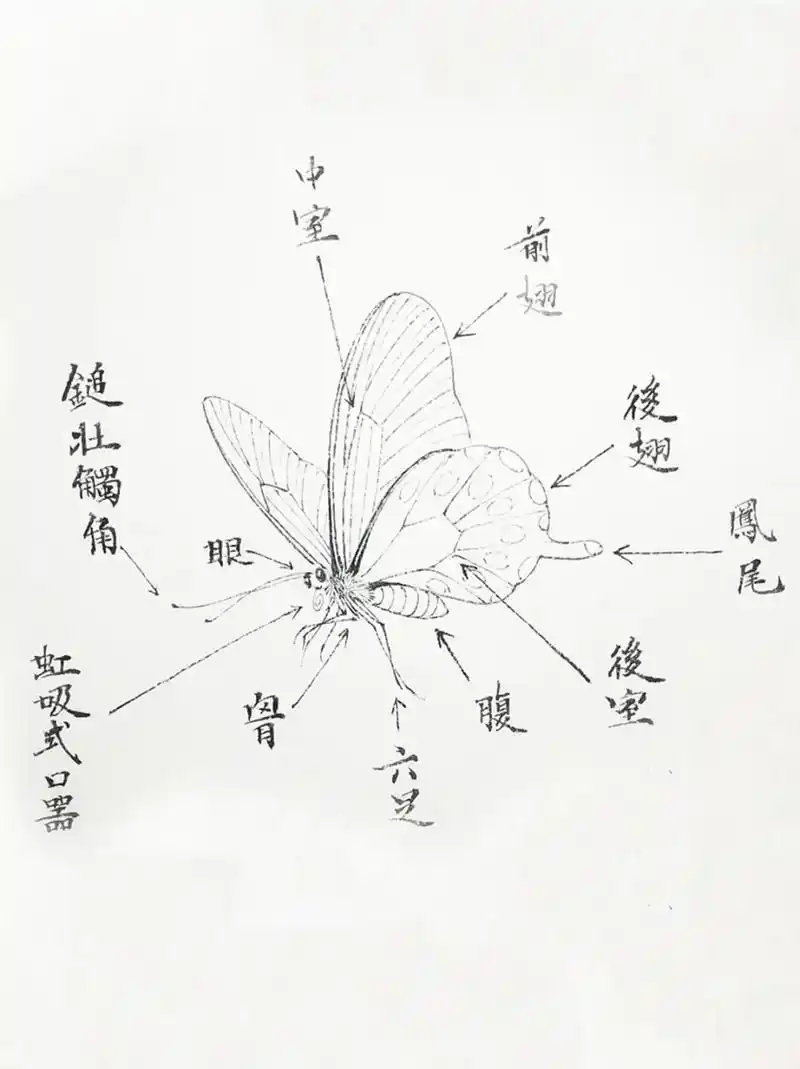 国画干货/蝴蝶的结构