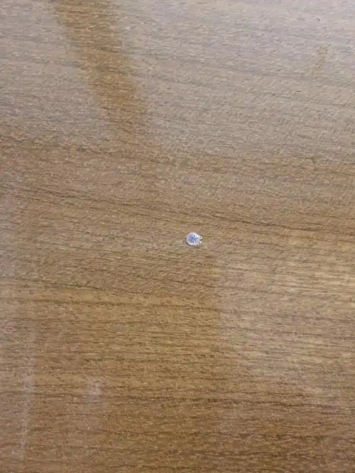 咬人的虫子,谁知道是什么虫子,圆圆的