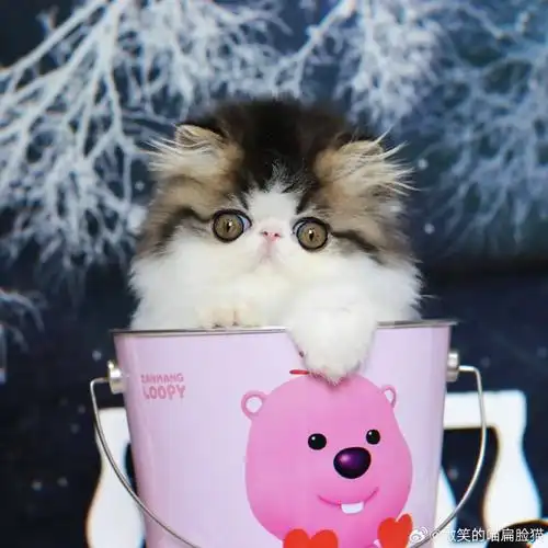 #小奶猫##加菲猫##成都猫舍#