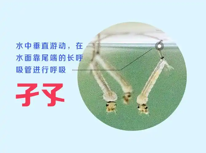 深度剖析蚊子微结构肉眼如何分辨蚊子公母