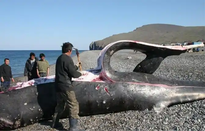 体验最刺激最嚣张的原始吃法 看看哪个你敢尝试?(组图)