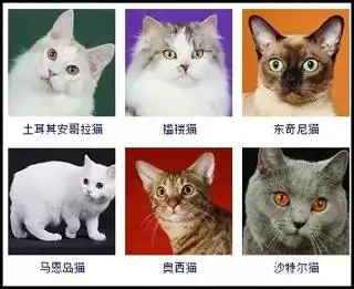 想养只宠物,猫狗都可以,要便宜点的,发图片和品种