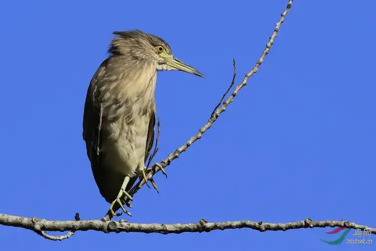 夜鹭雌鸟