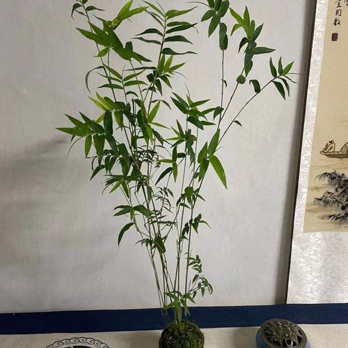 米竹盆栽植物室内微景观米竹苗姬翠竹子凤尾竹观音竹客厅米竹盆景