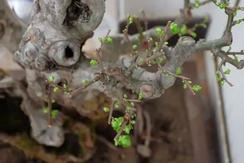 去年入手的一盆一本三杆小叶榔榆