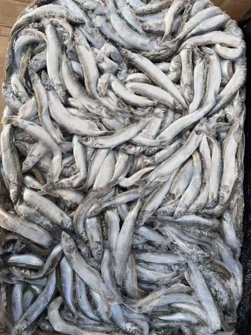 加拿大多春鱼/冰岛多春鱼/全国发货#野生海捕 #支持全国发货 - 抖音