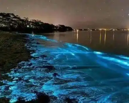 茂名海滩出现蓝眼泪到底是啥一起来了解