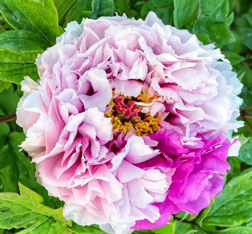 二乔牡丹花,别名洛阳锦,牡丹名品种之一.(牡丹花,摄于洛阳) 67