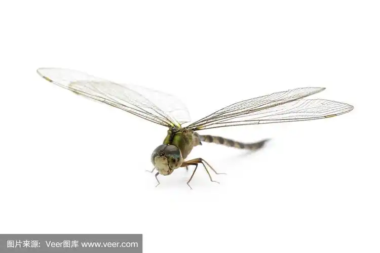 透明翅膀的昆虫.昆虫.的动物.