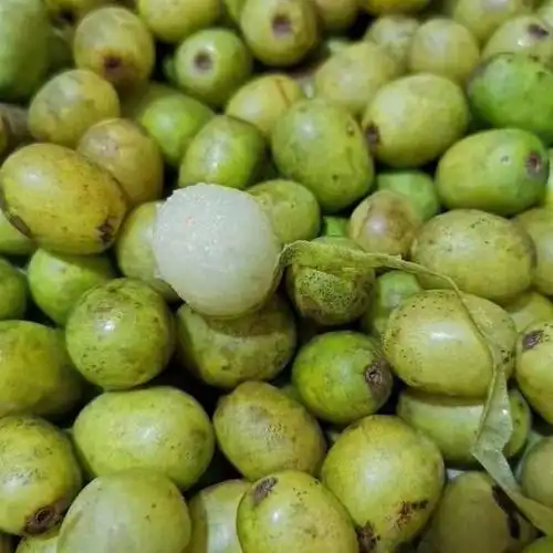 南酸枣 野生新鲜现摘酸枣五眼果六眼通鼻涕果 青黄酸枣